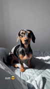 martinadoglioli Altpins Profile Picture