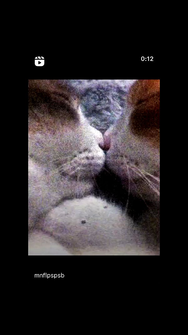 liashaked archive video preview