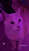 oxxmilks Altpins Profile Picture