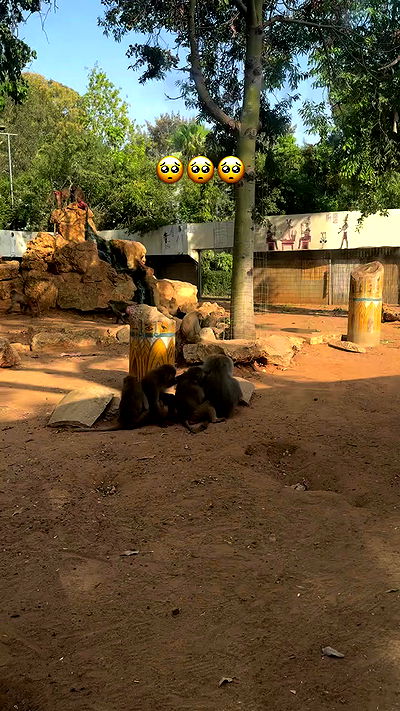 jaroslava_klavir jaroslava_klavir archive video