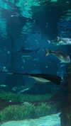 lior_lotati Altpins Profile Picture