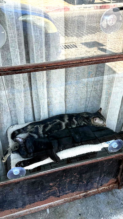 ronyida_ ronyida_ archive video