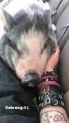 novahnovielli Altpins Profile Picture