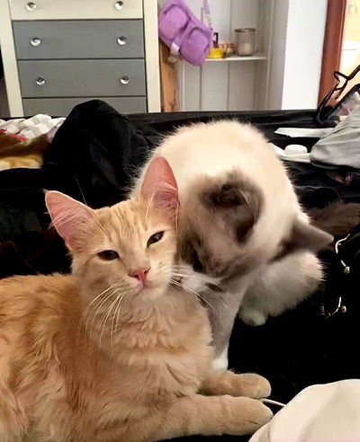 simp_for_cats_ simp_for_cats_ archive video