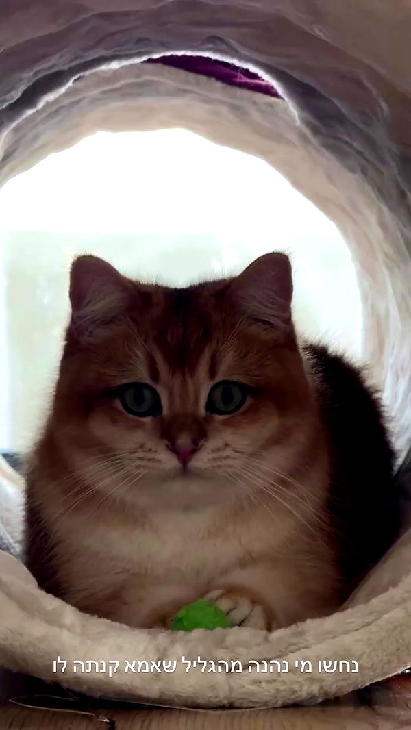 itsilanosh archive video preview