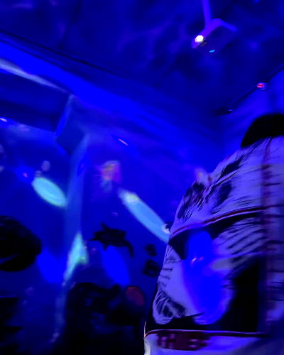 tuliprivet tuliprivet archive video