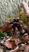 tarantvlagrll Altpins Profile Picture