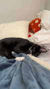 sydney_melman Altpins Profile Picture