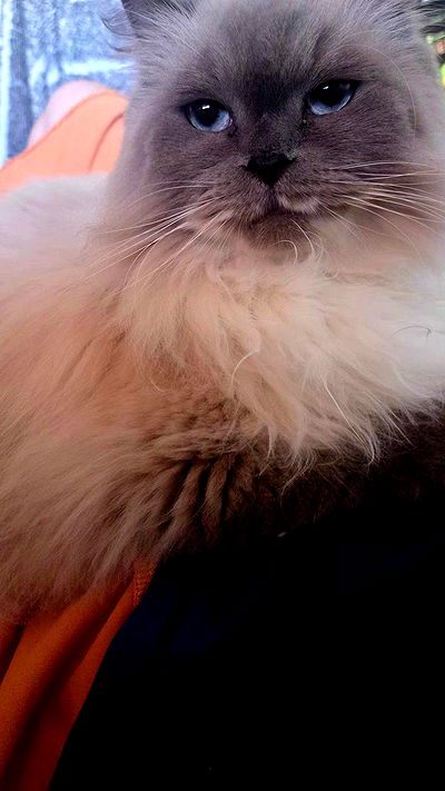 avital_1010.2003 avital_1010.2003 archive video