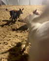 lior_levrun Altpins Profile Picture