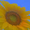 amylouisev Altpins Profile Picture