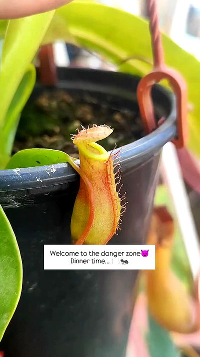 1justsabi 1justsabi archive video