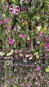 jjas.ding Altpins Profile Picture