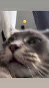 kirisuro Altpins Profile Picture
