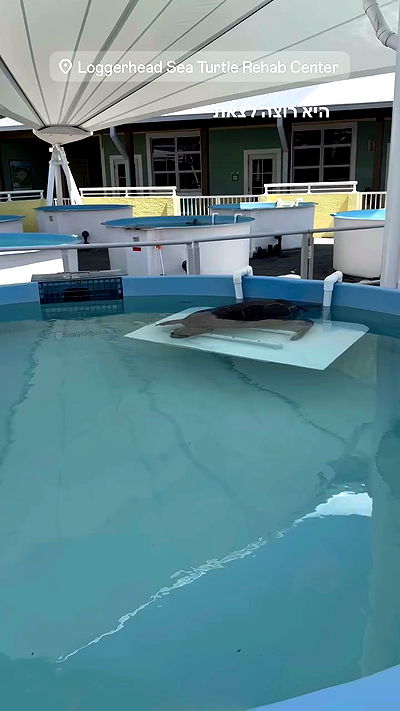 biton__adi biton__adi archive video