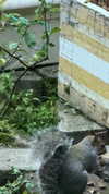 d0lli.ii Altpins Profile Picture