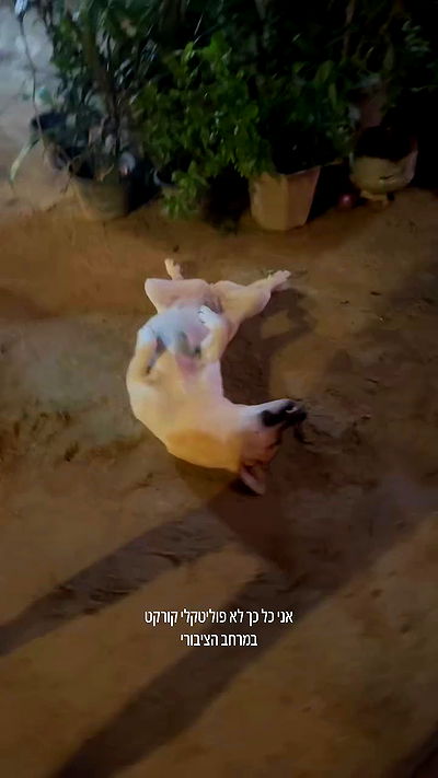 iambohema.v2 iambohema.v2 archive video