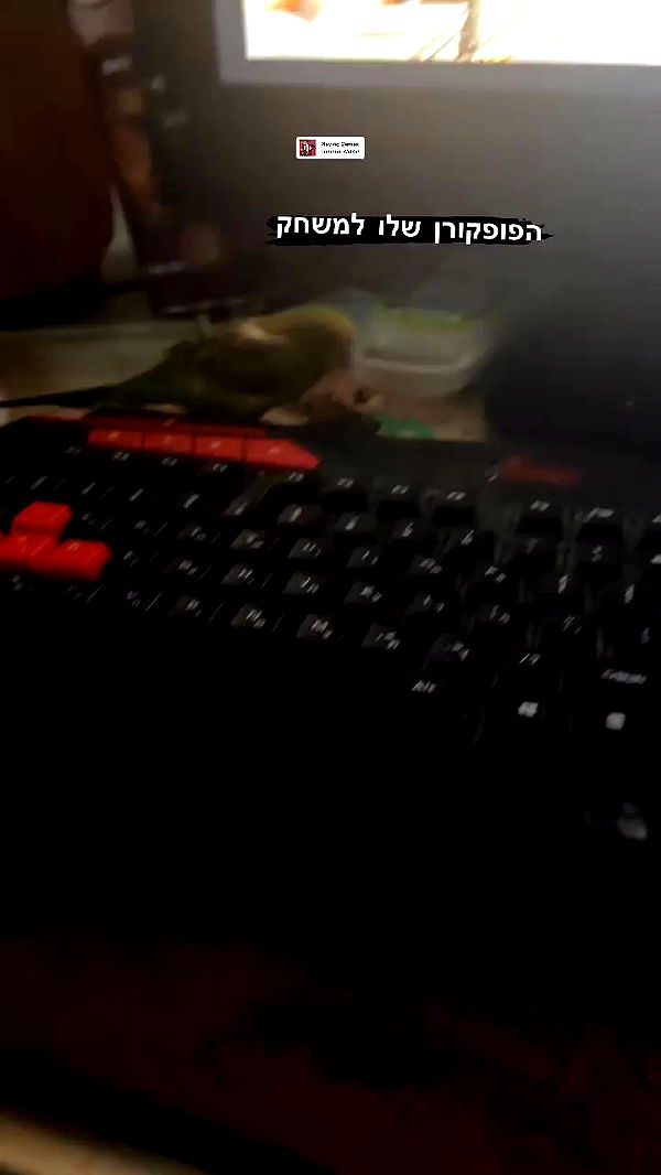 tinapavlov.sky archive video preview