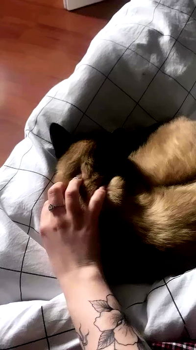 vwnrottie vwnrottie archive video