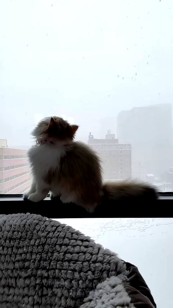 pockycatt archive video preview