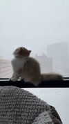 pockycatt Altpins Profile Picture