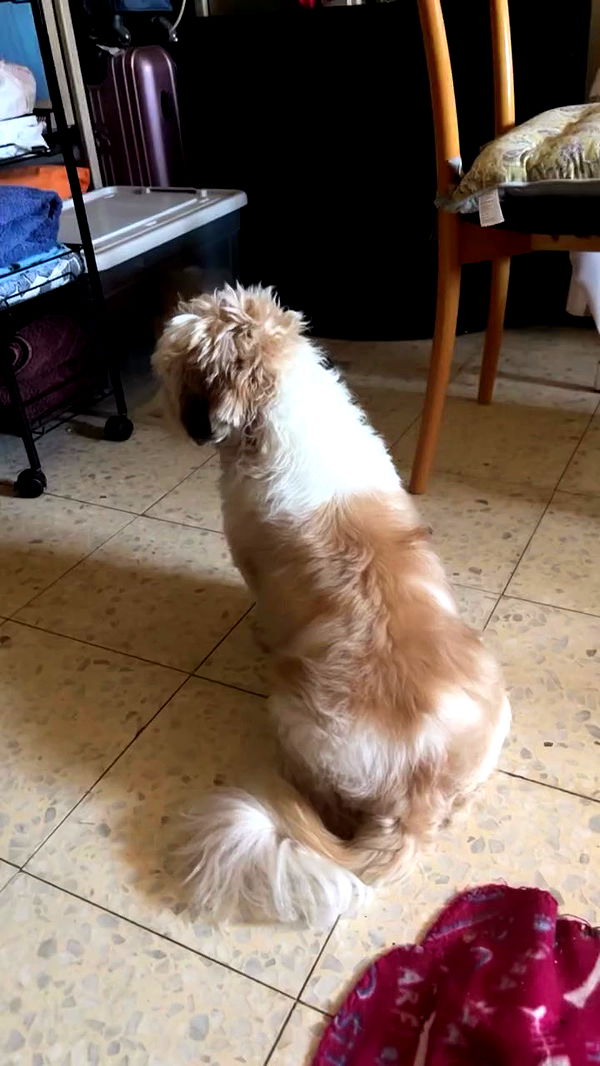 _._dianush._ archive video preview