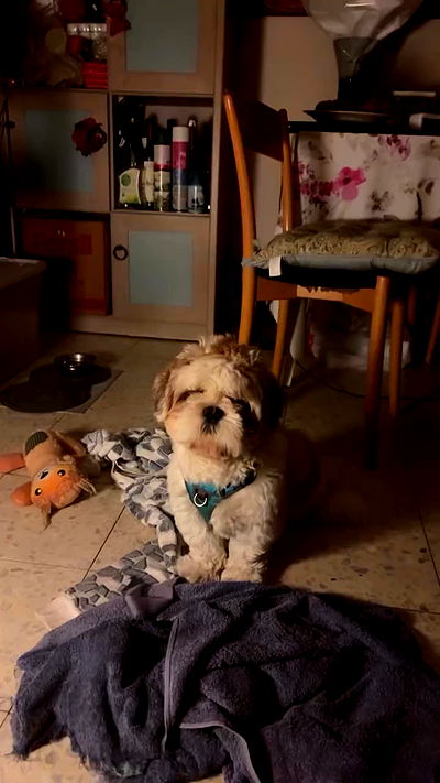 _._dianush._ _._dianush._ archive video