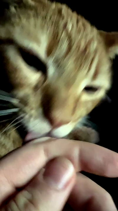 sweetmuffinnss sweetmuffinnss archive video