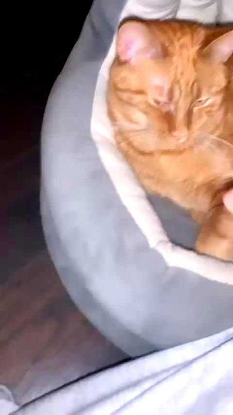 winbun.io archive video preview