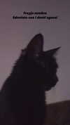 calyen Altpins Profile Picture