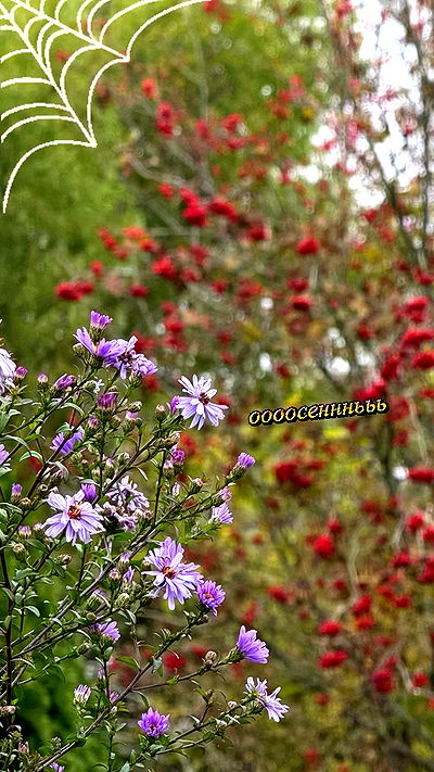 howeversnowy howeversnowy archive video