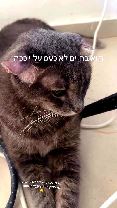 _wizardmidget_ _wizardmidget_ archive video