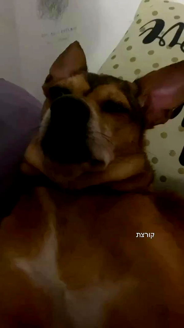 dustheadd archive video preview