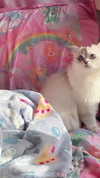 delicatedo11y Altpins Profile Picture