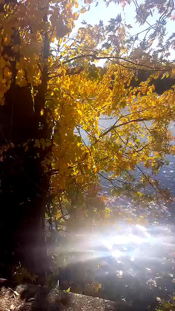 porcelainpixi archive video preview