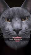 kalogeraseliana Altpins Profile Picture