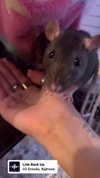 novahnovielli Altpins Profile Picture