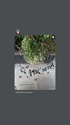 dafnemaba Altpins Profile Picture