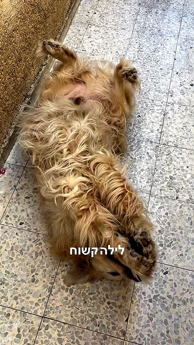 neomiconrad neomiconrad archive video