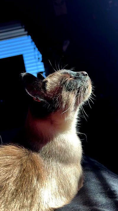 vamppyrbaby vamppyrbaby archive video