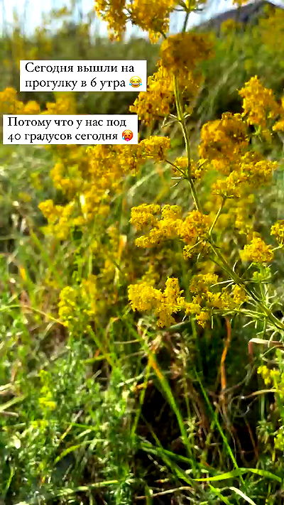 nyityam nyityam archive video