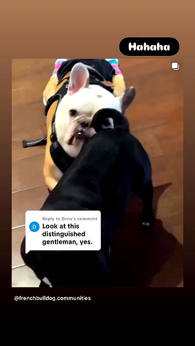 iamdorasnow iamdorasnow archive video