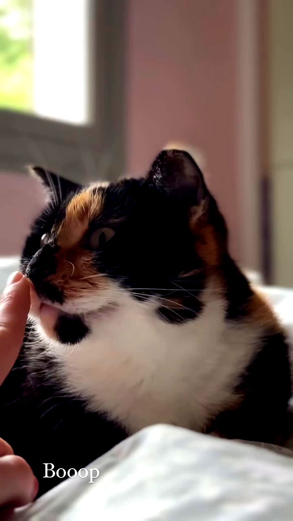 itsilanosh archive video preview