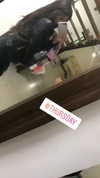or_zaidi11 Altpins Profile Picture