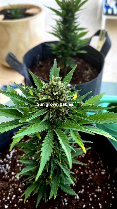 bakedsloths bakedsloths archive video