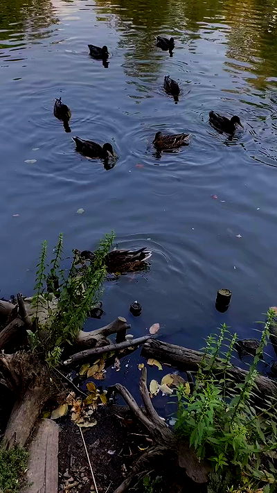 noa_zemlyanski noa_zemlyanski archive video