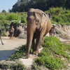 talll_cohen Altpins Profile Picture