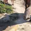 talll_cohen Altpins Profile Picture