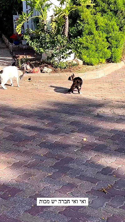 itsilanosh itsilanosh archive video