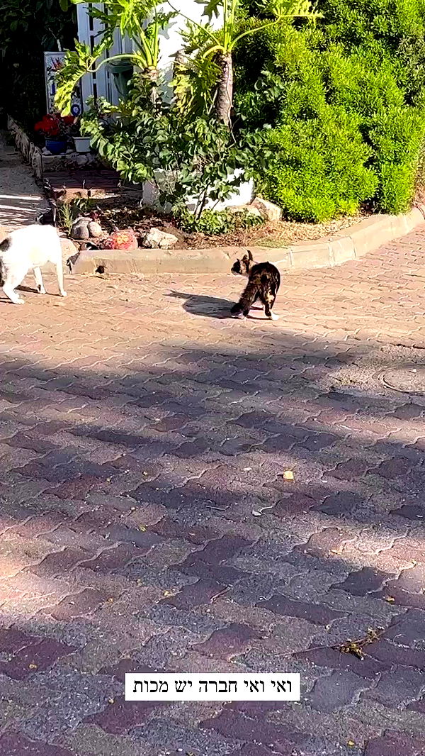 itsilanosh archive video preview